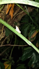 Smilisca baudinii