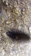 Apistosia judas