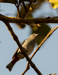 Conirostrum speciosum