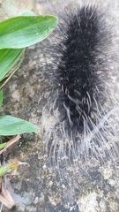 Apistosia judas