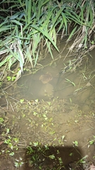 Rhinella horribilis