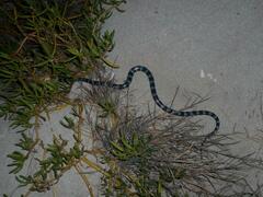 Laticauda laticaudata