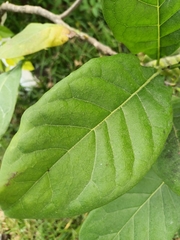 Cordia dodecandra