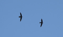 Hirundapus caudacutus