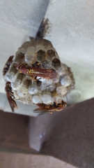 Polistes versicolor