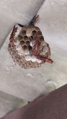 Polistes versicolor
