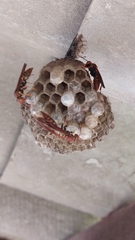 Polistes versicolor