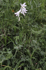 Paradisea liliastrum