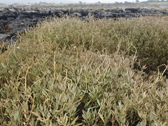 Atriplex portulacoides
