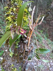 Epidendrum radioferens