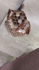 Polistes versicolor