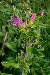 Echium rosulatum