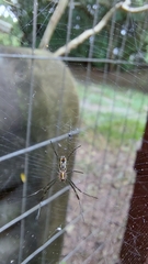 Trichonephila clavipes