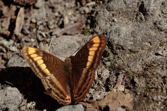 Adelpha tracta