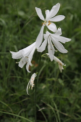 Paradisea liliastrum