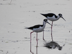 Himantopus mexicanus