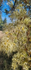 Clematis dioica