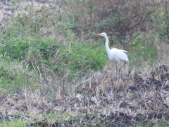 Ardea alba
