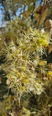 Clematis dioica