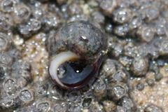 Littorina littorea