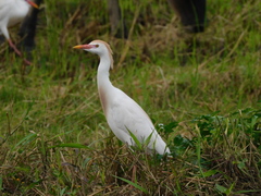Bubulcus ibis