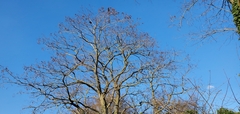 Corvus corone