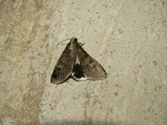 Melipotis famelica