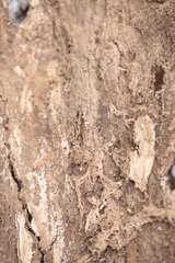 Uleiota planata
