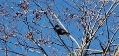 Corvus corone