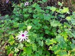 Pericallis lanata