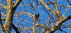 Corvus corone