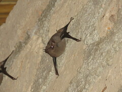 Balantiopteryx plicata