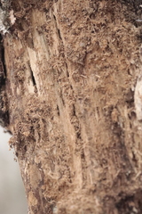 Uleiota planata