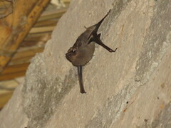 Balantiopteryx plicata