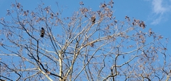 Corvus corone