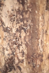 Uleiota planata