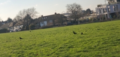 Corvus corone