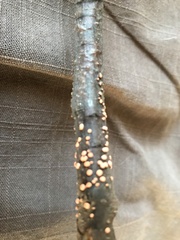 Nectria cinnabarina