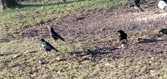 Corvus corone