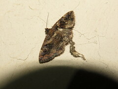 Toxonprucha repentis