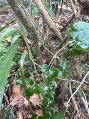 Eleutherococcus trifoliatus