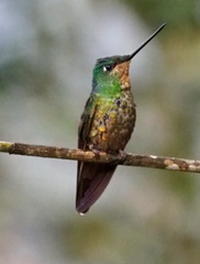 Coeligena bonapartei