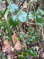 Eleutherococcus trifoliatus