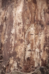 Uleiota planata