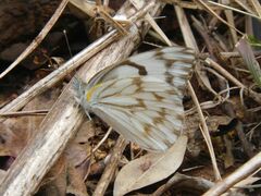 Belenois gidica abyssinica