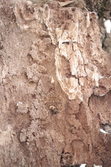 Uleiota planata