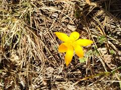 Crocus chrysanthus
