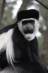 Colobus guereza gallarum