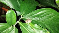 Smilisca baudinii