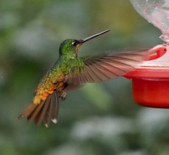 Coeligena bonapartei